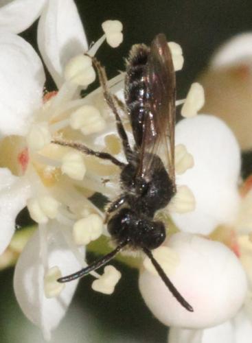 Andrena sp.